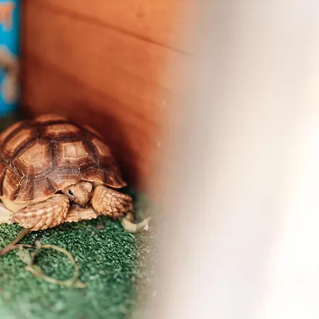 Casa Da Avo Bela Buarcos