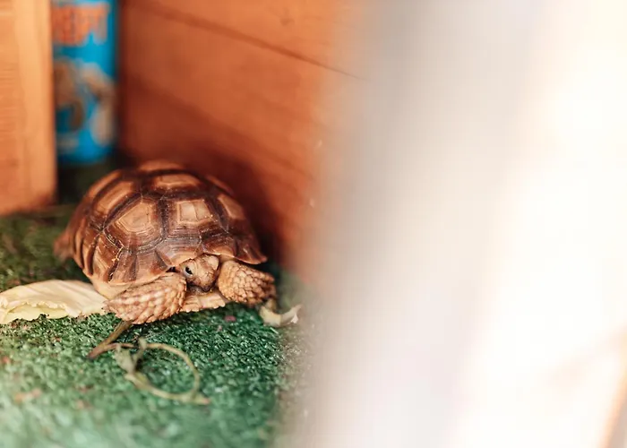 Casa Da Avo Bela Buarcos