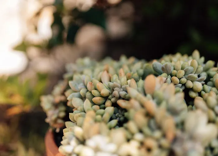 Casa Da Avo Bela * Buarcos